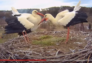 Obraz podglądu z kamery internetowej Storks Zavada